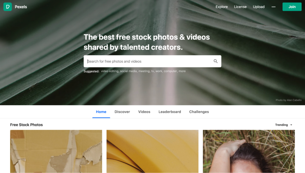 Website homepage featuring the best sites for free stock photos with a large, close-up image of green plant leaves in the background.